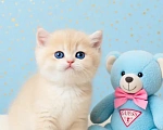 Кошки в Новосибирске: Котенок Мальчик, Бесплатно - фото 4