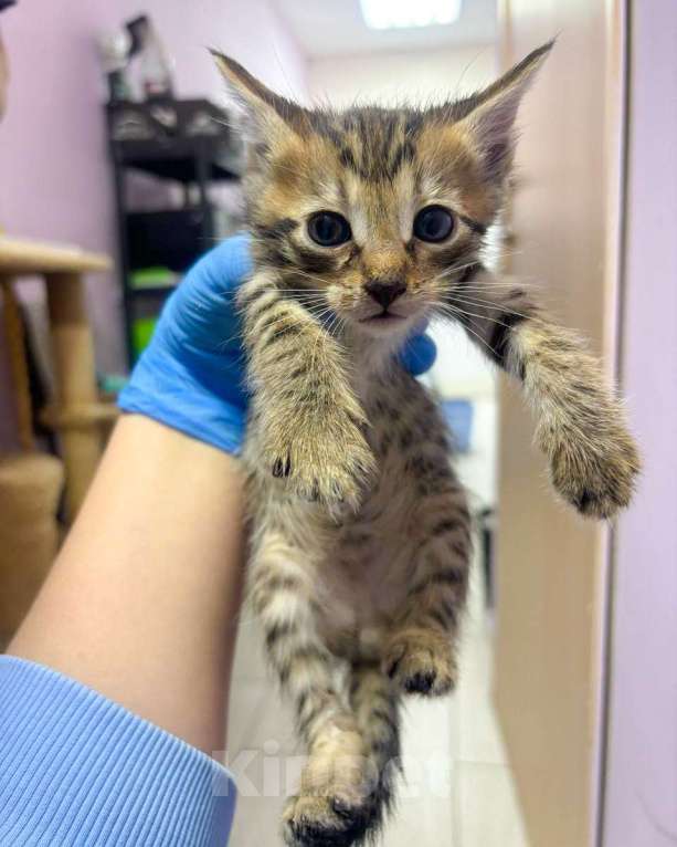 Кошки в Москве: Бенгальские котята метисы  Девочка, Бесплатно - фото 2