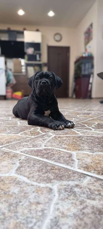 Собаки в других городах Московской области: Кане корсо Девочка, 120 000 руб. - фото 1