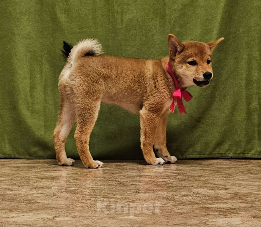 Собаки в Красноярске: Поодам Девочка, 40 000 руб. - фото 4