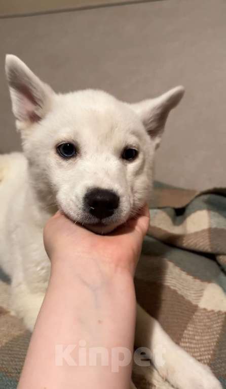 Собаки в Санкт-Петербурге: Щенки помски Мальчик, 15 000 руб. - фото 7