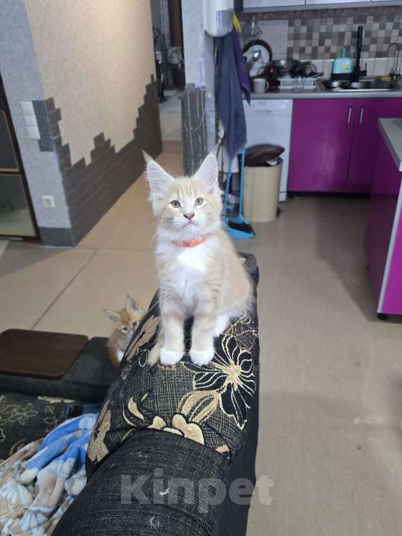 Кошки в Москве: Девочка 2 Девочка, 20 000 руб. - фото 4