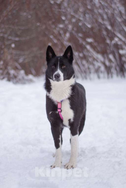 Собаки в Москве: Скромная и добрая Габи в поисках дома Девочка, Бесплатно - фото 2