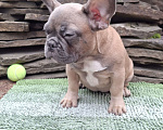 Собаки в Шахте: Щенки французского бульдога Девочка, 30 000 руб. - фото 3