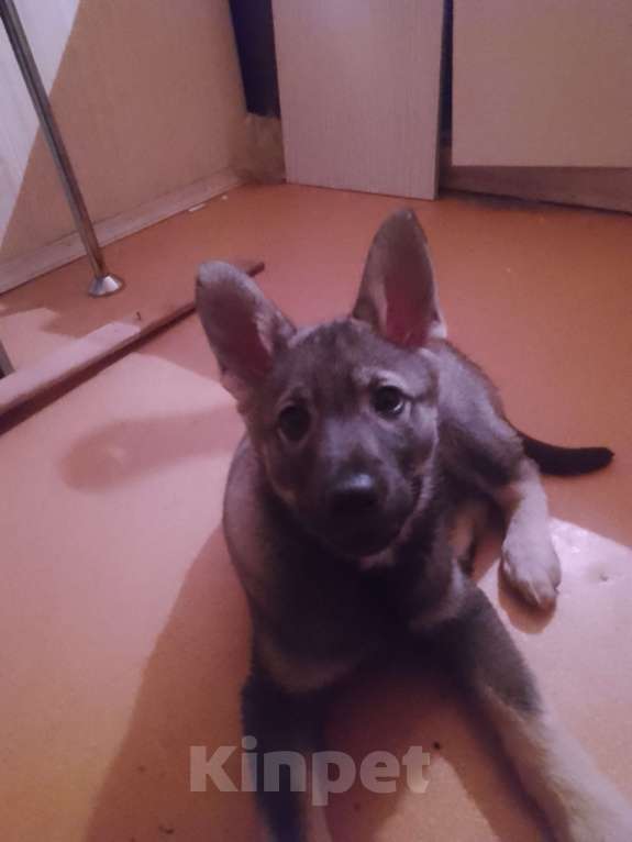 Собаки в Санкт-Петербурге: Продам щенка восточноевропейской овчарки Девочка, 20 000 руб. - фото 3