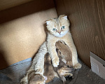 Кошки в Ростове-на-Дону: Продам кошечку)) в добрые руки!!! Породистая.  Девочка, 8 000 руб. - фото 4
