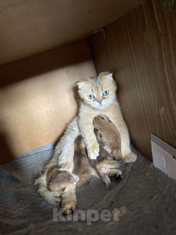 Кошки в Ростове-на-Дону: Продам кошечку)) в добрые руки!!! Породистая.  Девочка, 8 000 руб. - фото 4