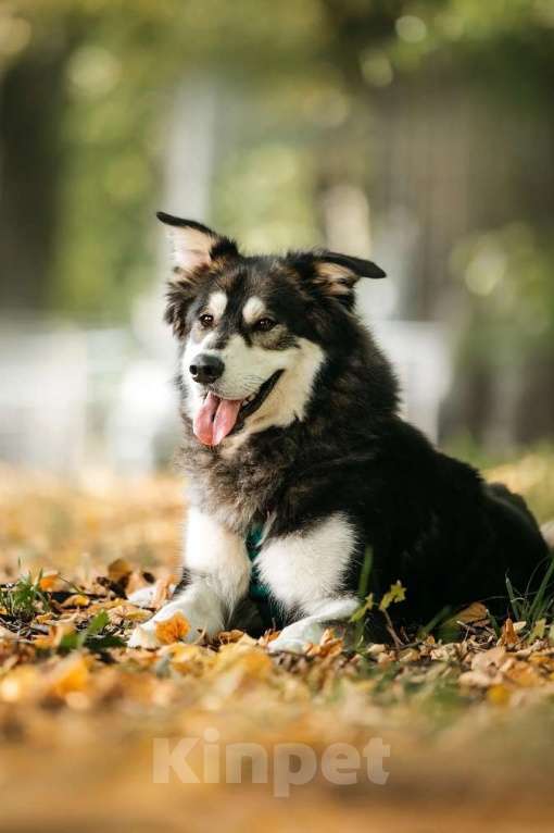 Собаки в Москве: Чудесная собака в поисках семьи! Мальчик, Бесплатно - фото 3