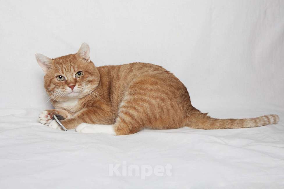 Кошки в Москве: Брутальный рыжий кот в добрые руки  Мальчик, Бесплатно - фото 4