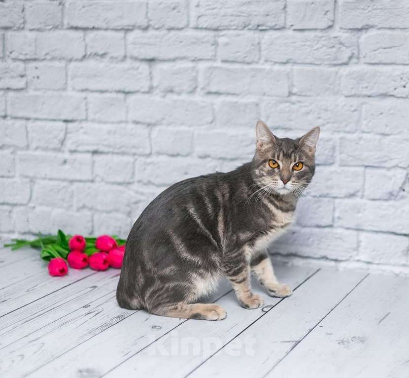 Кошки в Москве: Сава ждет семью Мальчик, Бесплатно - фото 3