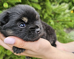 Собаки в Калининграде: Померанский шпиц Мальчик, 15 000 руб. - фото 1