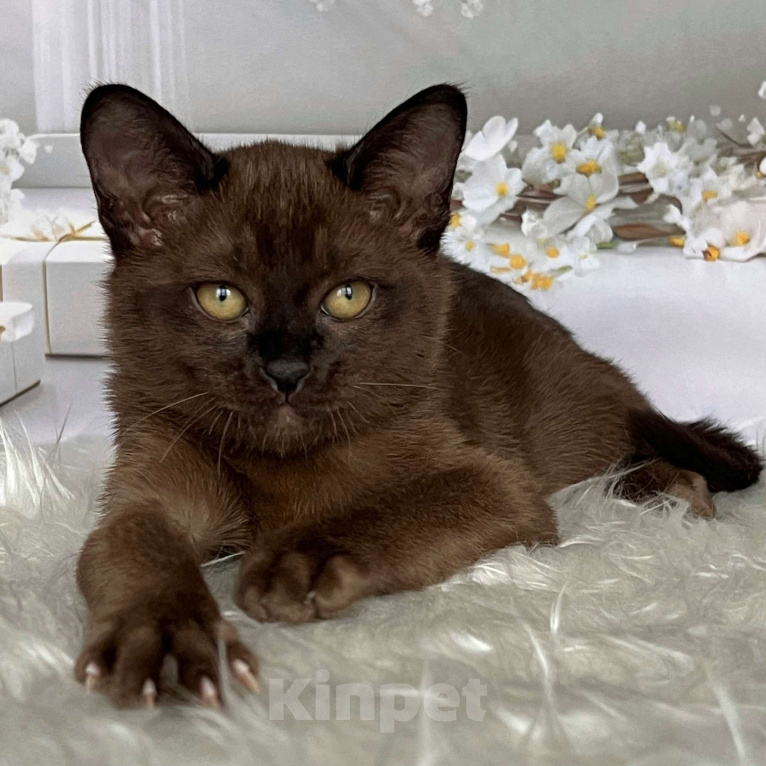 Кошки в Москве: Соболиный бурманский мальчик  Мальчик, 80 000 руб. - фото 6