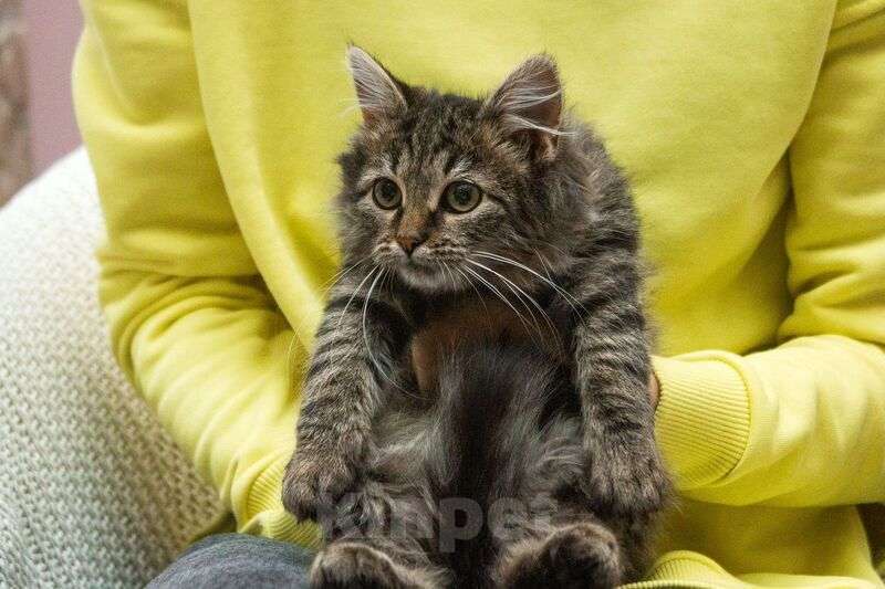 Кошки в Люберцах: Ищут дом два прекрасных которебенка Девочка, 1 руб. - фото 4