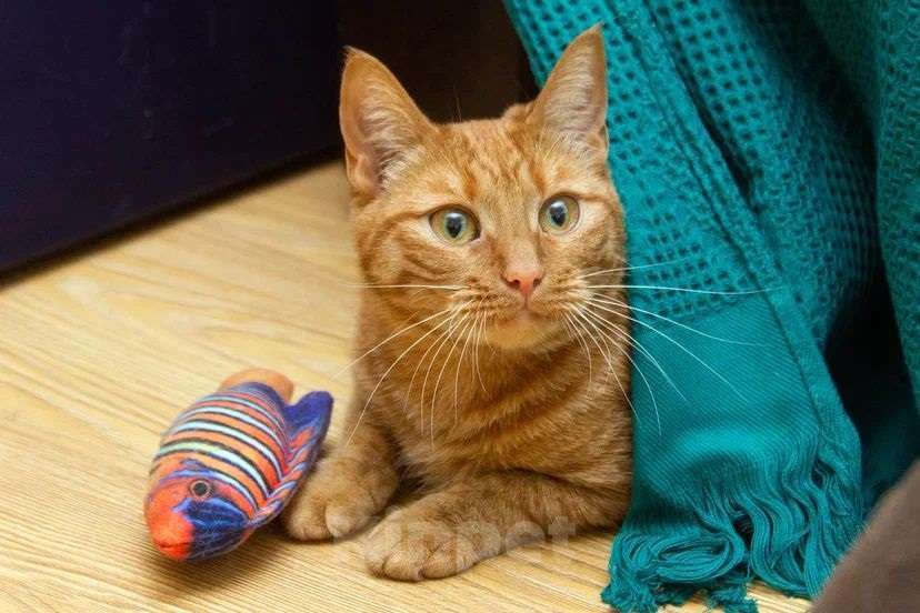 Кошки в Люберцах: яркая и солнечная девчонка - Ириска Девочка, Бесплатно - фото 6