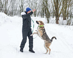 Собаки в Москве: Добрый и ласковый молодой пёс Джек в добрые руки Мальчик, 1 руб. - фото 7
