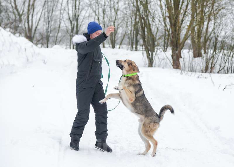 Собаки в Москве: Добрый и ласковый молодой пёс Джек в добрые руки Мальчик, 1 руб. - фото 7