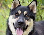 Собаки в Солнечногорске: Супер-пёс в поисках семьи! Мальчик, Бесплатно - фото 1