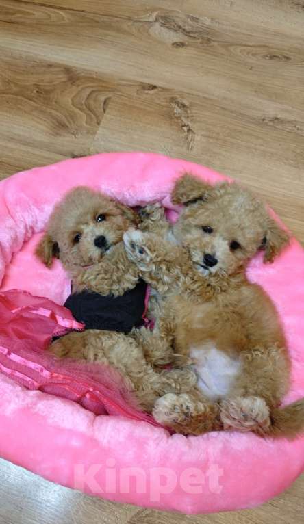 Собаки в Москве: Мальтипу Тедди ЩЕНКИ Мальчик, Бесплатно - фото 4