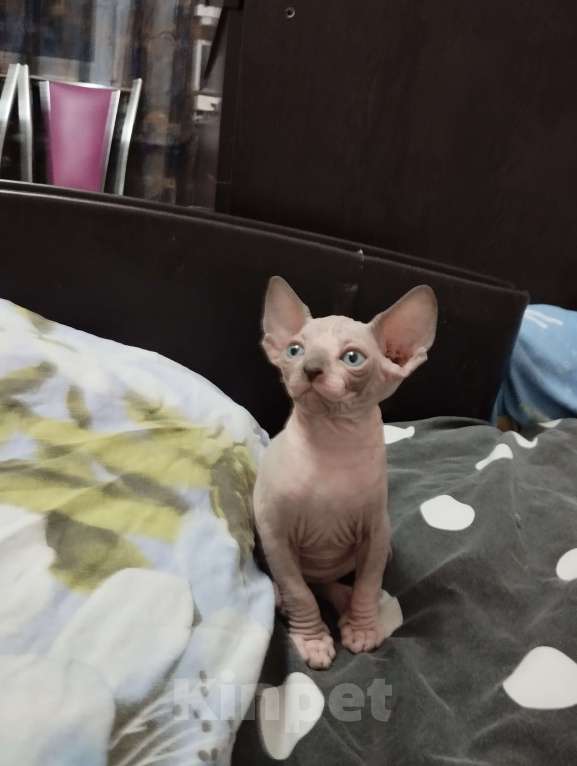 Кошки в Тутаеве: Канадский сфинкс котенок мальчик. Мальчик, 20 000 руб. - фото 3