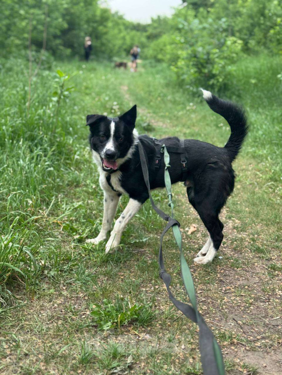 Собаки в Москве: Звездный мальчик Мальчик, Бесплатно - фото 2