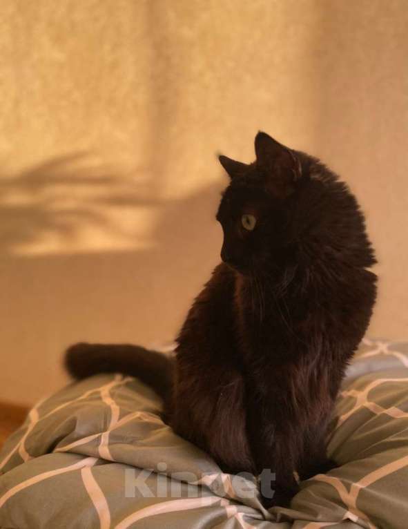 Кошки в Севастополе: Отдам кота. Мальчик. Кастрированный. 5 лет. Мальчик, Бесплатно - фото 1