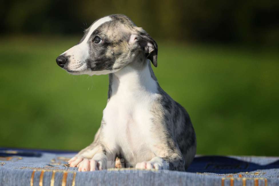 Собаки в Москве: Тиграш уиппет Мальчик, 40 000 руб. - фото 7