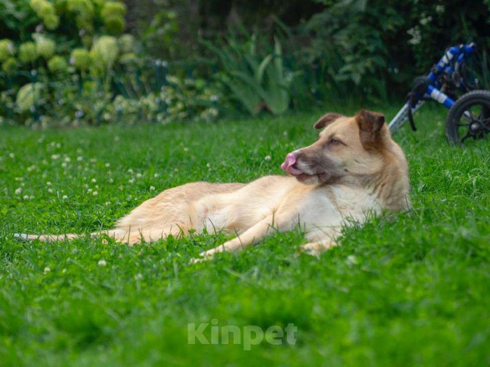 Собаки в Москве: Небольшая особенная собачка в поисках дома и семьи! Девочка, Бесплатно - фото 8