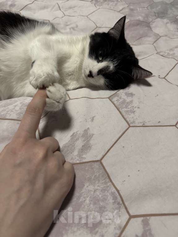 Кошки в Москве: Молодая кошечка ищет дом Девочка, Бесплатно - фото 2