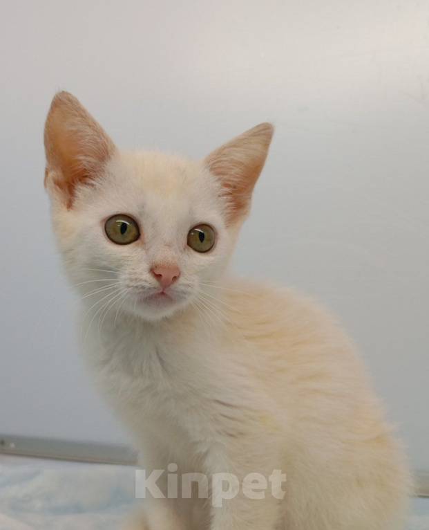 Кошки в Москве: Котенок Злата ищет дом Девочка, Бесплатно - фото 2