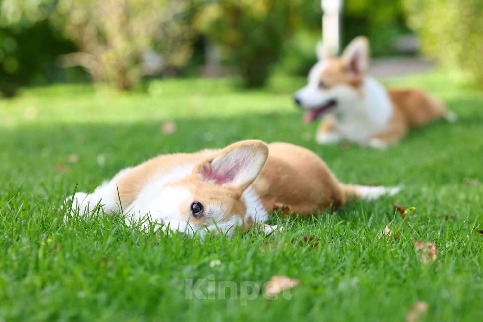 Собаки в Новосибирске: Щенок вельш корги пемброк ( девочка) Девочка, 70 000 руб. - фото 3