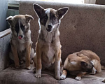Собаки в Пензе: Щенки в добрые руки  Мальчик, Бесплатно - фото 1