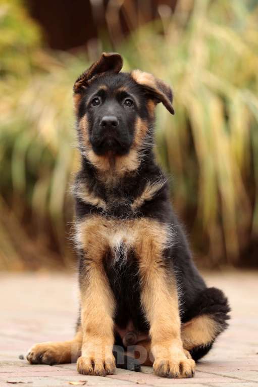 Собаки в Раменском: Перспективный кобель.  Мальчик, 80 000 руб. - фото 3