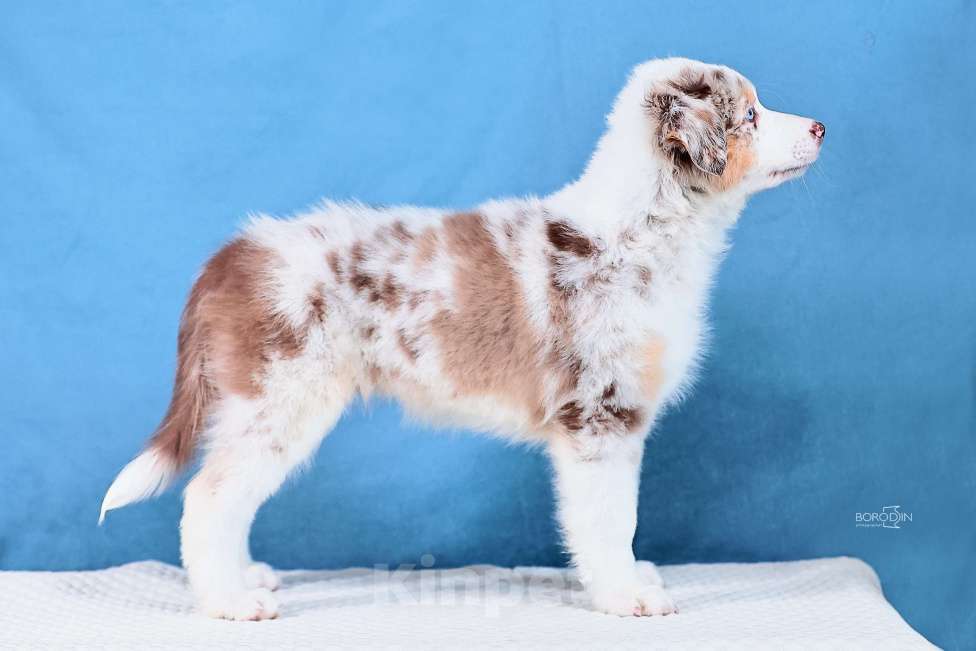 Собаки в других городах Новосибирской области: Щенки австралийской овчарки Девочка, Бесплатно - фото 3