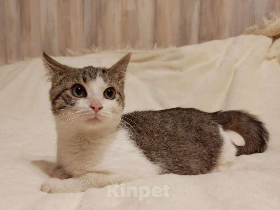 Кошки в Москве: Необыкновенно ласковый, добрый котенок, не боится собак, ладит с сородичами Мальчик, Бесплатно - фото 4