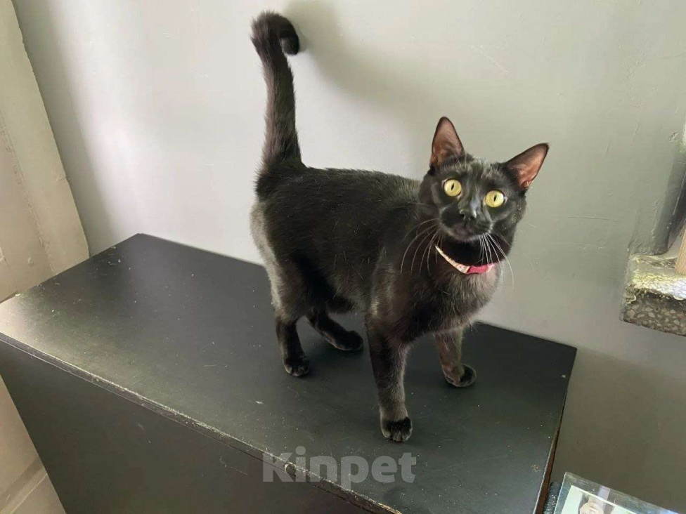 Кошки в Москве: Очаровательная Ночка ищет семью Девочка, Бесплатно - фото 8