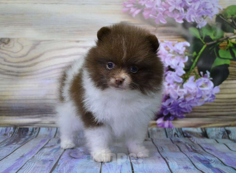 Собаки в Ореховом-Зуево: Мальчишка  Мальчик, 30 000 руб. - фото 2