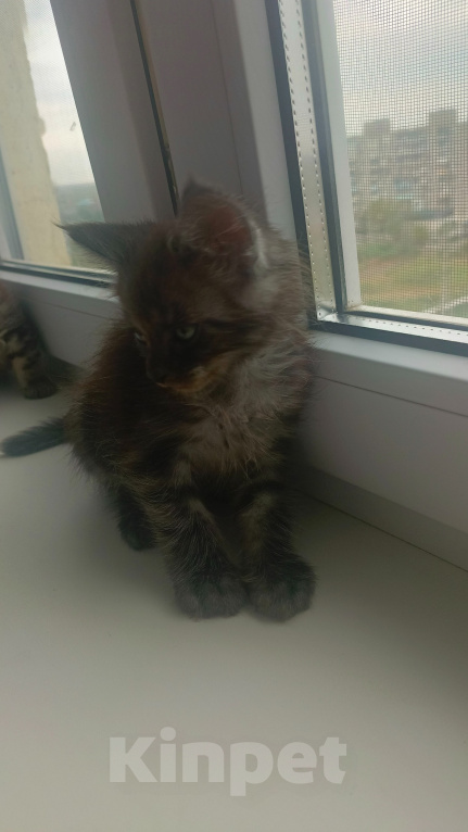 Кошки в Астрахани: Котята мейн-кун Мальчик, 10 000 руб. - фото 5