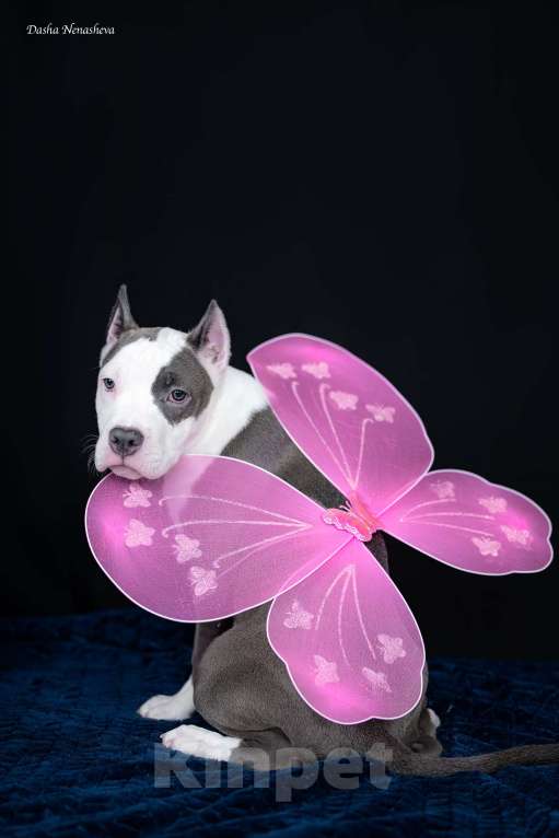 Собаки в Москве: Голубой щенок амстаффа из питомника Девочка, 100 000 руб. - фото 2