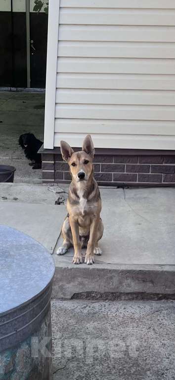 Собаки в Батайске: Лучик Мальчик, Бесплатно - фото 1