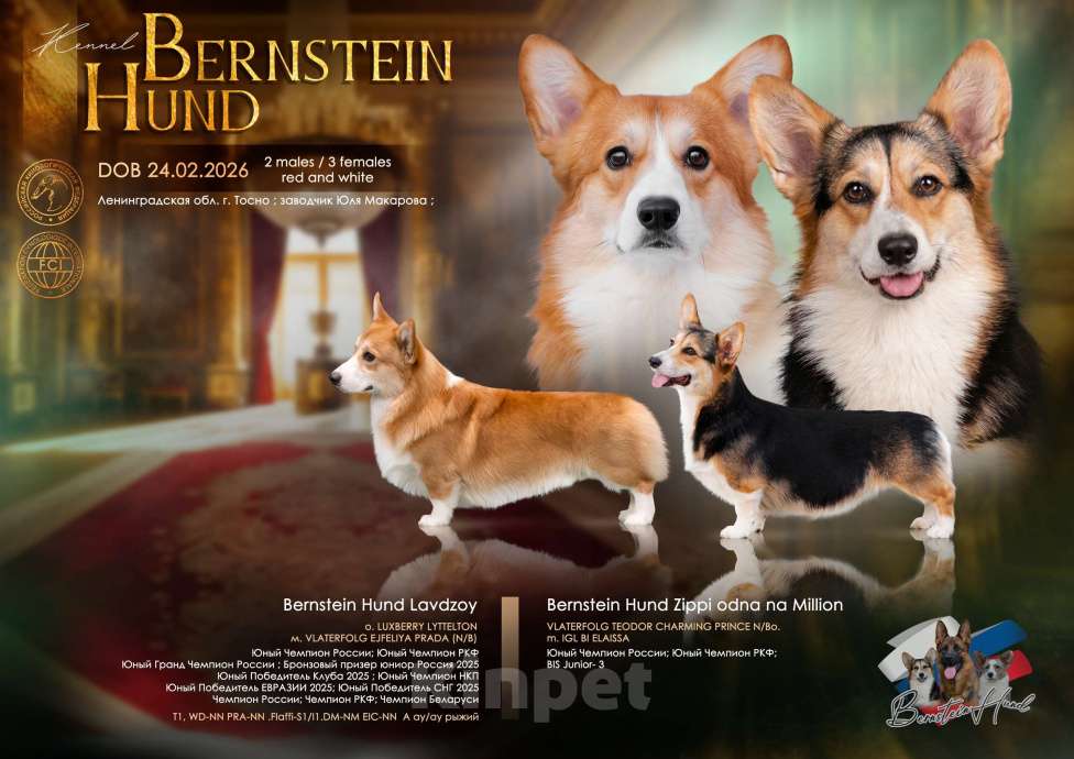 Собаки в Санкт-Петербурге: Щенки Вельш Корги Пемброк Мальчик, 60 000 руб. - фото 8