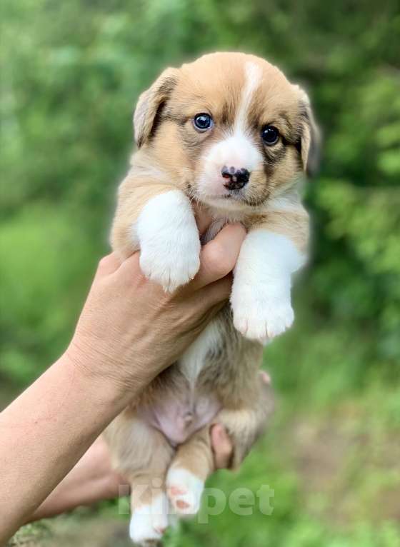 Собаки в Москве: Красивый рыже- белый мальчик корги Мальчик, 60 000 руб. - фото 6