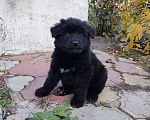 Собаки в Таганроге: Продам щенков Девочка, 2 000 руб. - фото 2