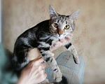Кошки в Москве: Метис бенгальской породы — мраморный котенок Ириска в дар Девочка, Бесплатно - фото 3