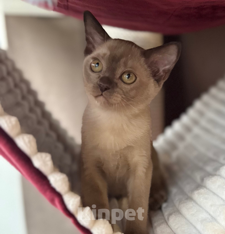 Кошки в Москве: Бурманские котята Девочка, 30 000 руб. - фото 2