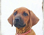 Собаки в Нижнем Новгороде: Щенки родезийского ридчбека Мальчик, 25 000 руб. - фото 1