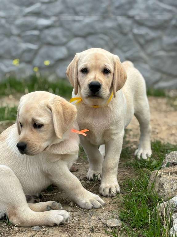 Собаки в Симферополе: Красивый щенок лабрадора Мальчик, 80 000 руб. - фото 4