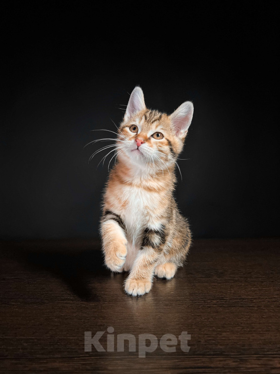 Кошки в Москве: Котята курильского бобтейла короткошерстные  Мальчик, Бесплатно - фото 3