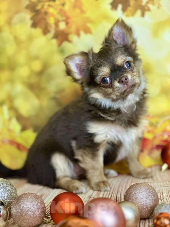 Собаки в Москве: Шикарная малышка чихуахуа Девочка, 60 000 руб. - фото 8