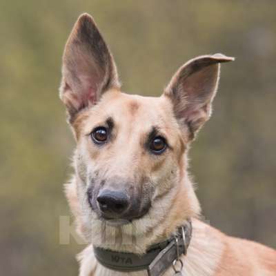 Собаки в Подольске: Керри  ищет семью! Девочка, Бесплатно - фото 3