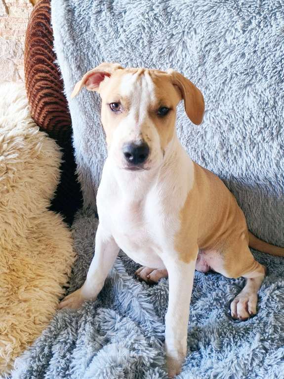 Собаки в Ижевске: Щенки американского стаффордширского терьера Разнополые, Бесплатно - фото 1